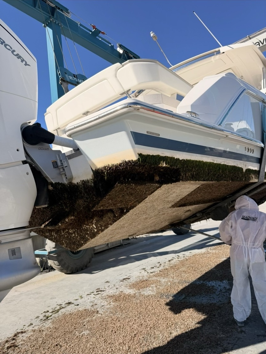 Marine growth on hull before bottom preparation